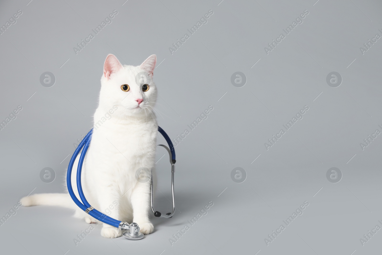 Photo of Cute cat with stethoscope as veterinarian on grey background. Space for text