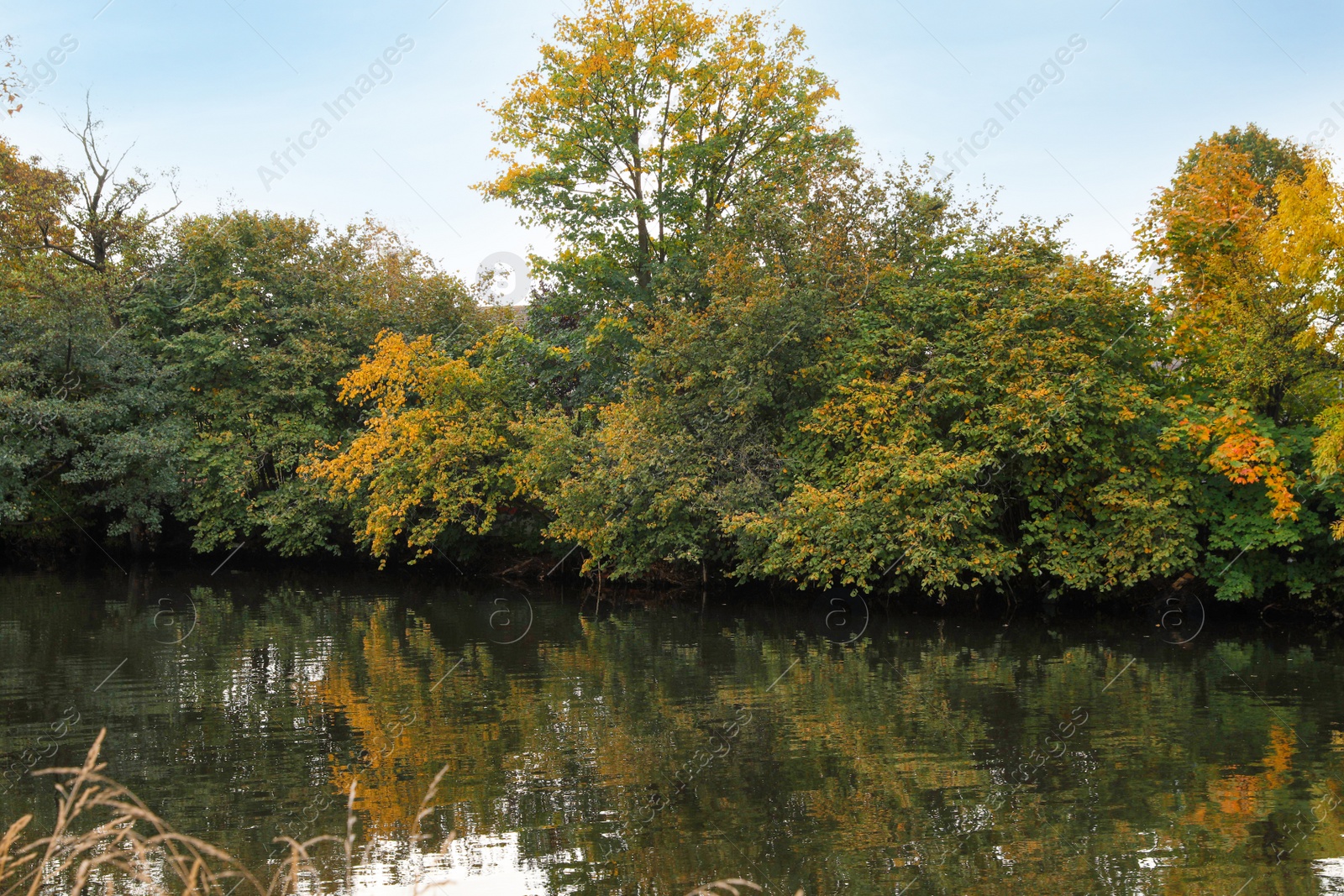 Photo of Picturesque view of river and trees in beautiful park. Autumn season