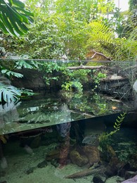 Pond with fishes and many different tropical plants in greenhouse