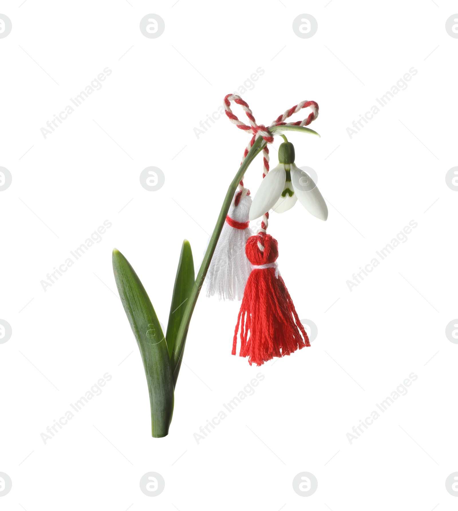 Photo of Beautiful snowdrop with traditional martisor on white background. Symbol of first spring day