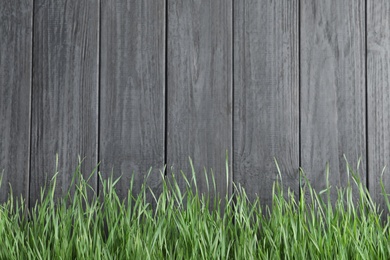 Photo of Fresh green grass near dark wooden fence. Space for text