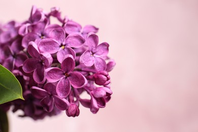 Closeup view of beautiful lilac flowers on pink background, space for text