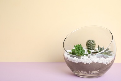 Photo of Glass florarium with different succulents on color background, space for text