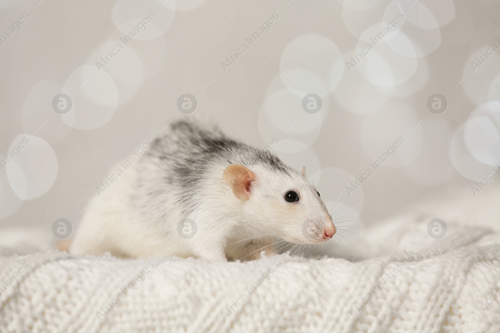 Photo of Cute little rat on knitted blanket against blurred lights. Chinese New Year symbol