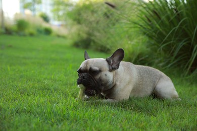 Photo of Cute French bulldog gnawing bone treat on green grass outdoors. Lovely pet