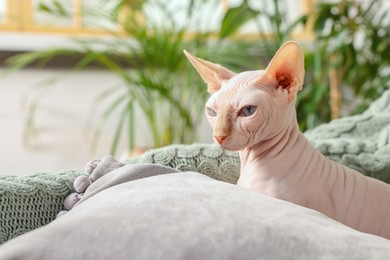 Photo of Cute Sphynx cat on sofa at home, space for text. Lovely pet