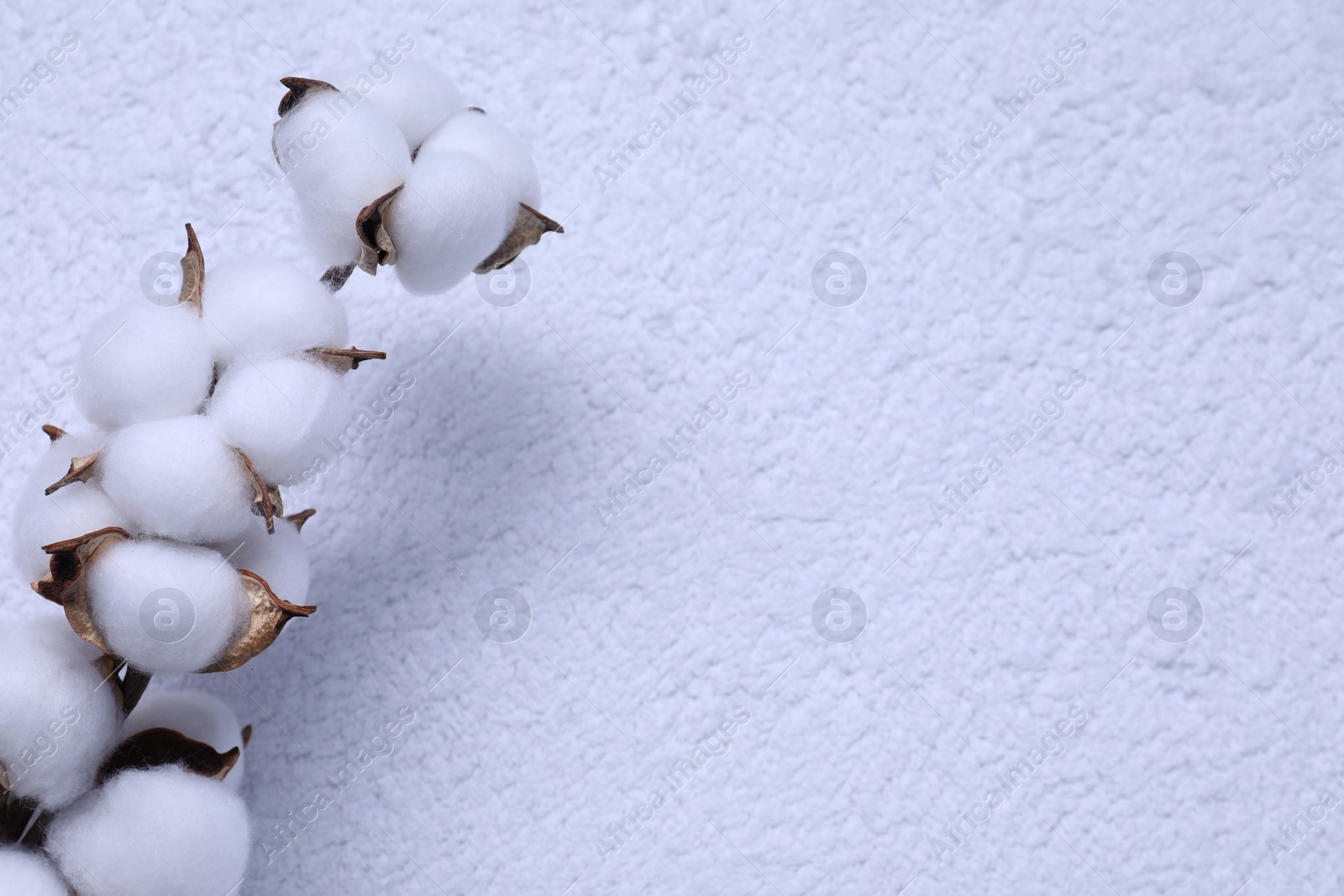 Photo of Cotton branch with fluffy flowers on white terry towel, top view. Space for text