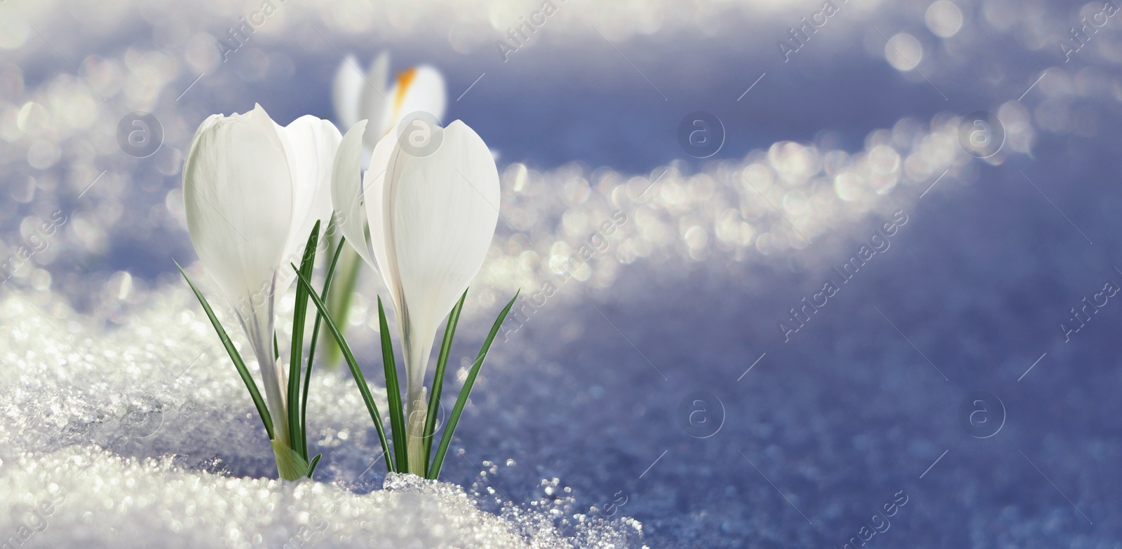 Image of Beautiful spring crocus flowers growing through snow outdoors, space for text. Banner design