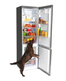 Image of Cute chocolate labrador retriever with sausages and open refrigerator with many different products on white background