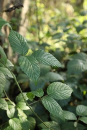 Beautiful wild plant with green leaves growing outdoors, closeup