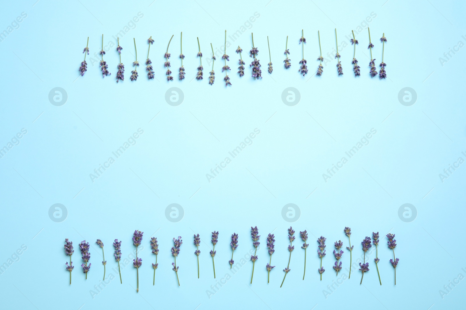 Photo of Beautiful lavender flowers on light blue background, flat lay. Space for text