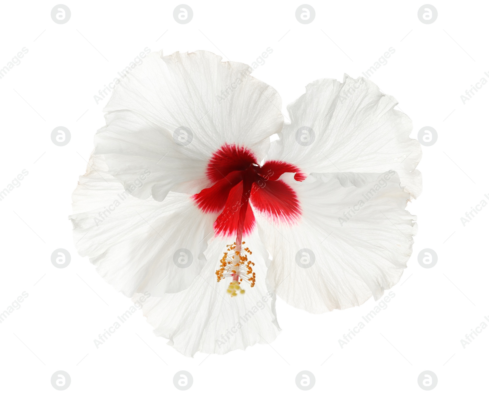 Photo of Beautiful tropical hibiscus flower isolated on white