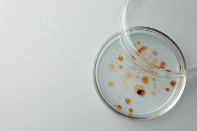 Photo of Petri dish with bacteria colony on white background, top view. Space for text