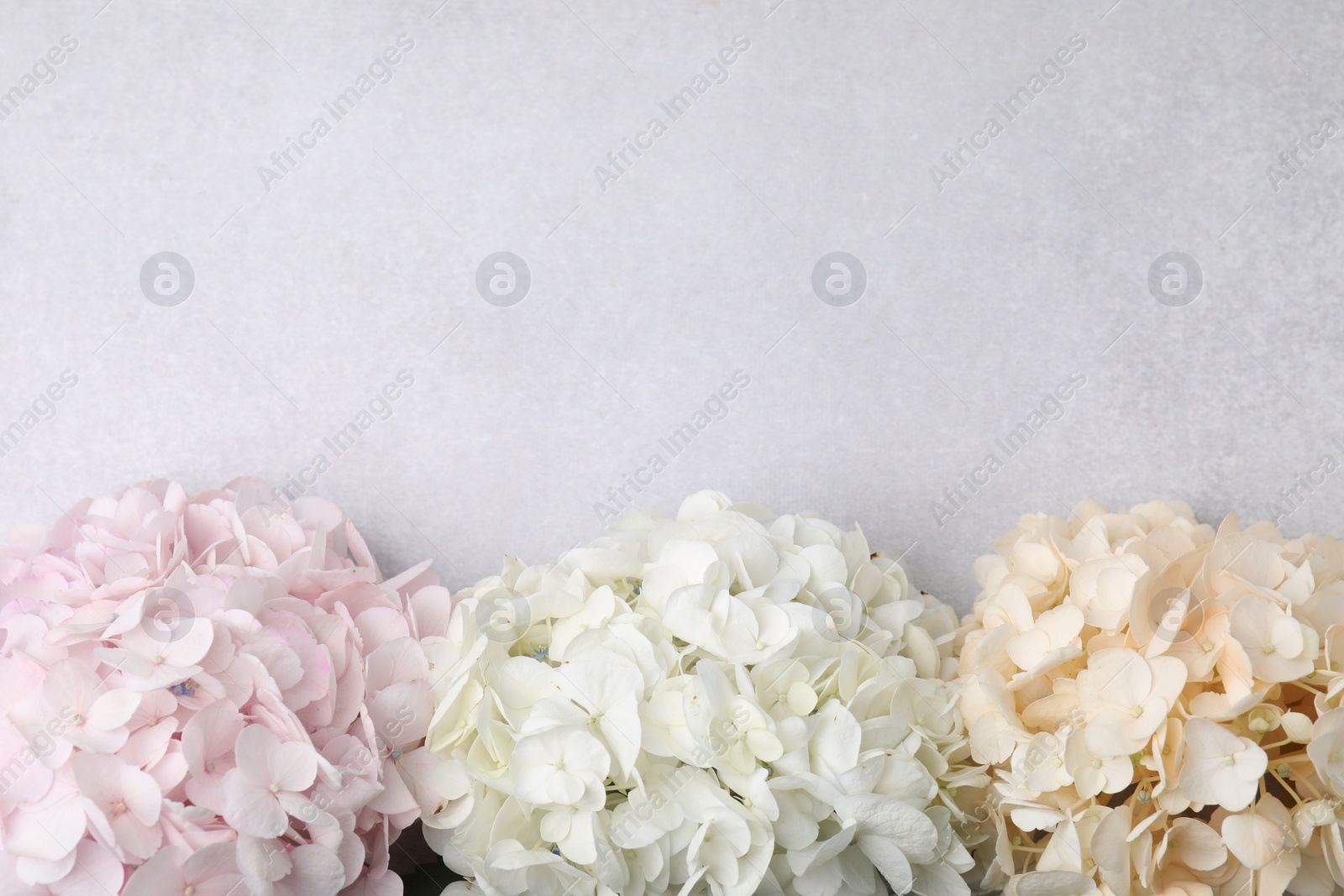 Photo of Beautiful pastel hydrangea flowers on light textured background, top view. Space for text