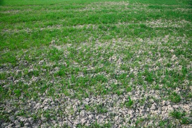 Clay soil field with lush green grass