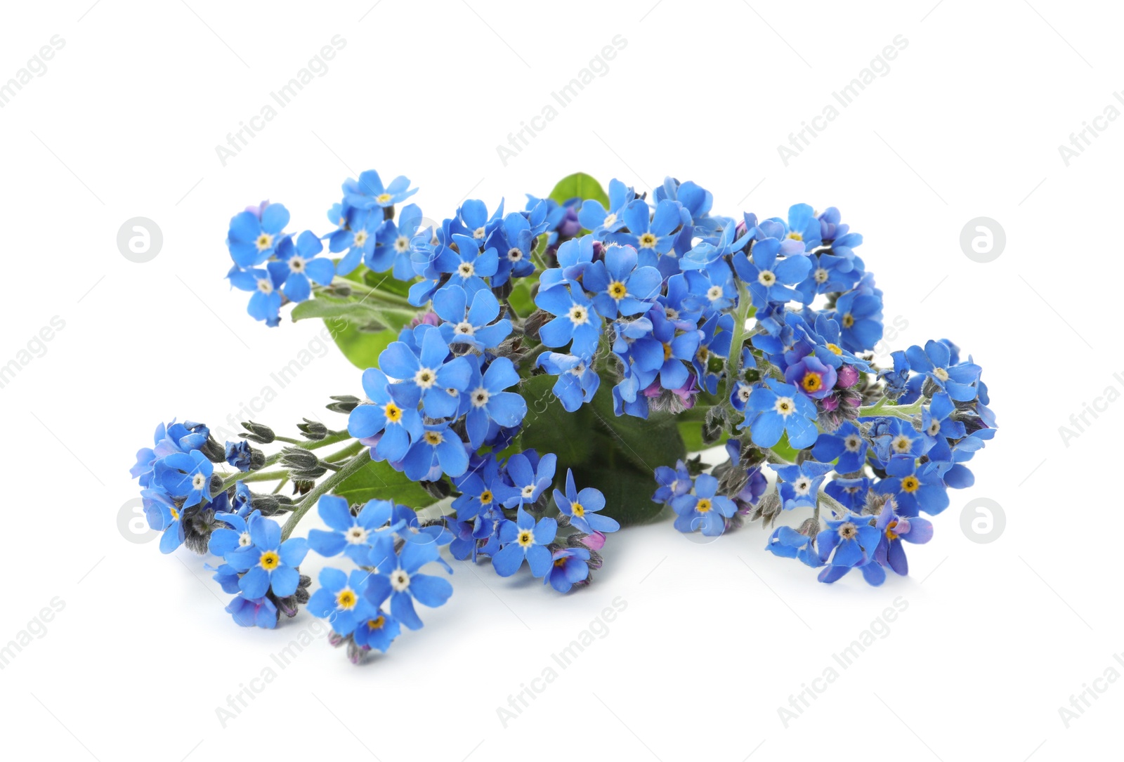 Photo of Bouquet of beautiful blue Forget-me-not flowers on white background