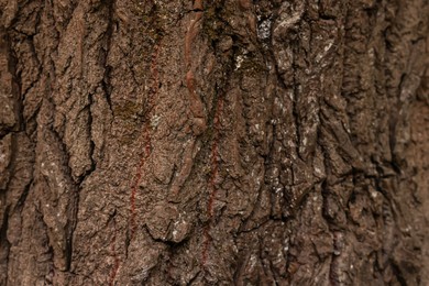 Photo of Texture of tree bark as background, closeup view