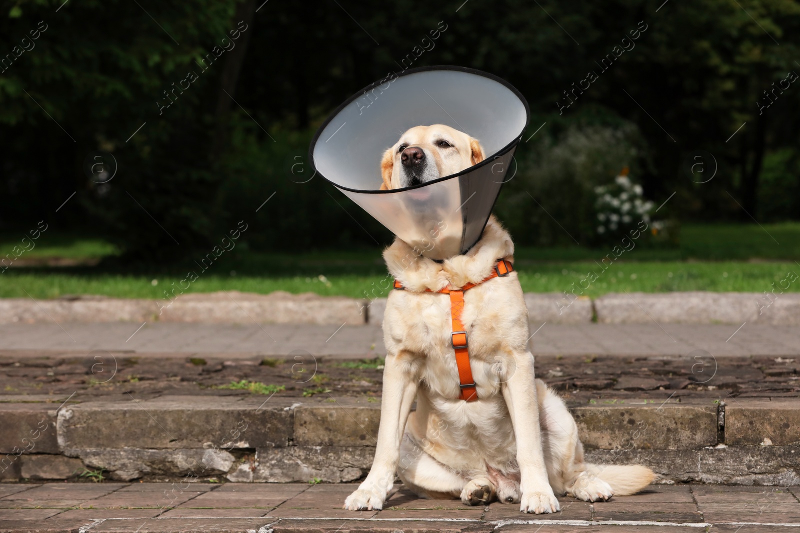 Photo of Adorable Labrador Retriever dog wearing Elizabethan collar outdoors