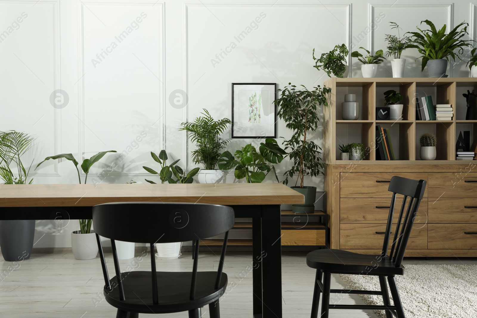 Photo of Table with chairs and wooden shelving unit, books and many potted houseplants in stylish room