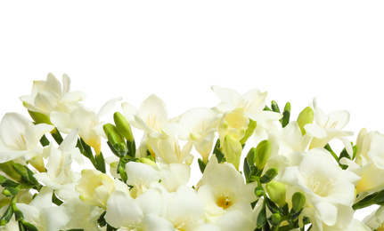 Photo of Beautiful freesia flowers on white background, closeup