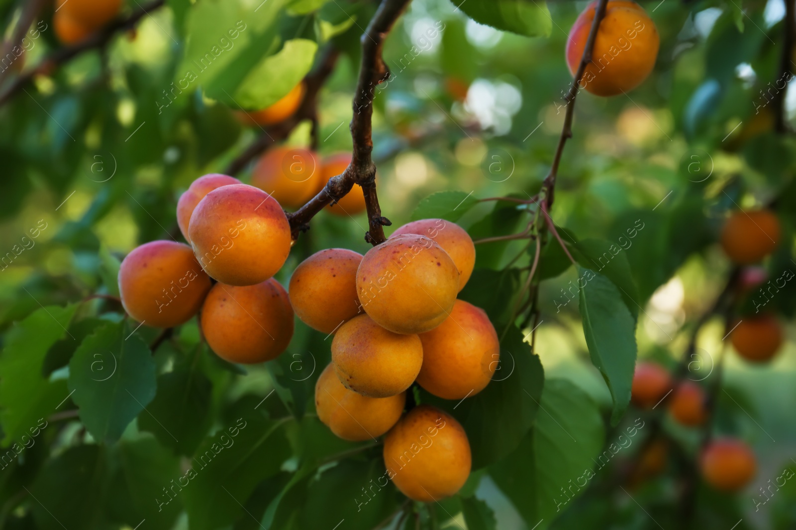 Photo of Tree branch with sweet ripe apricots outdoors