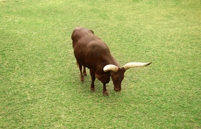 Photo of Beautiful bull with large horns on green grass