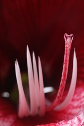 Photo of Beautiful red amaryllis flower as background, macro view