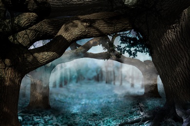 Image of Fantasy world. Arch of old tree branches in enchanted foggy forest