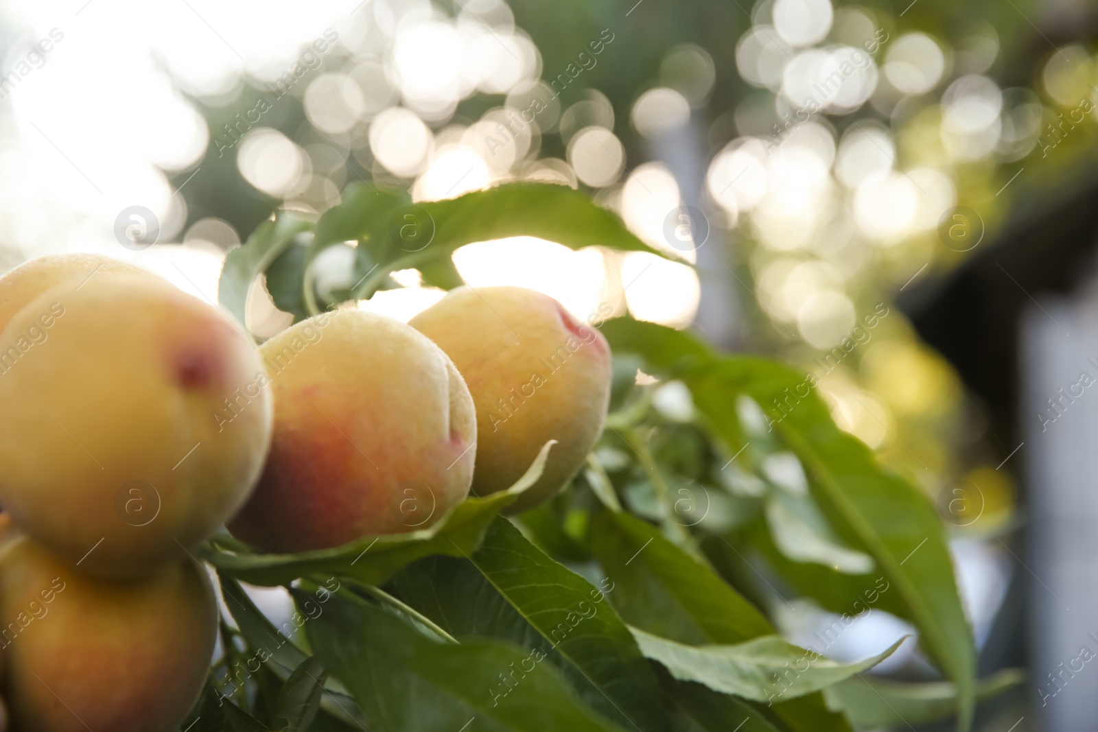 Photo of Ripening peaches on tree branch in garden. Space for text