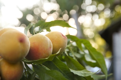 Ripening peaches on tree branch in garden. Space for text