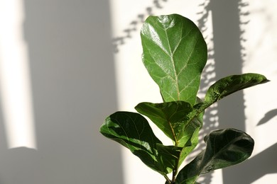 Photo of Beautiful ficus plant with wet leaves near white wall, space for text. House decoration