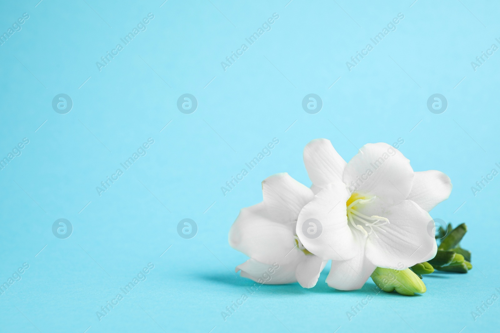 Photo of Beautiful freesia flowers on light blue background. Space for text