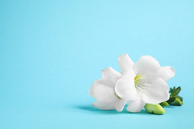 Photo of Beautiful freesia flowers on light blue background. Space for text