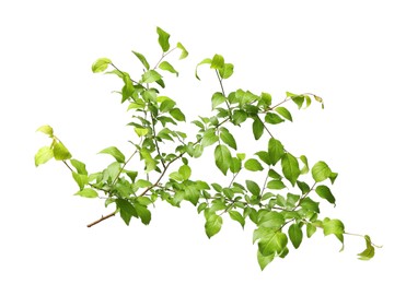 Photo of Branch of tree with young fresh green leaves isolated on white. Spring season