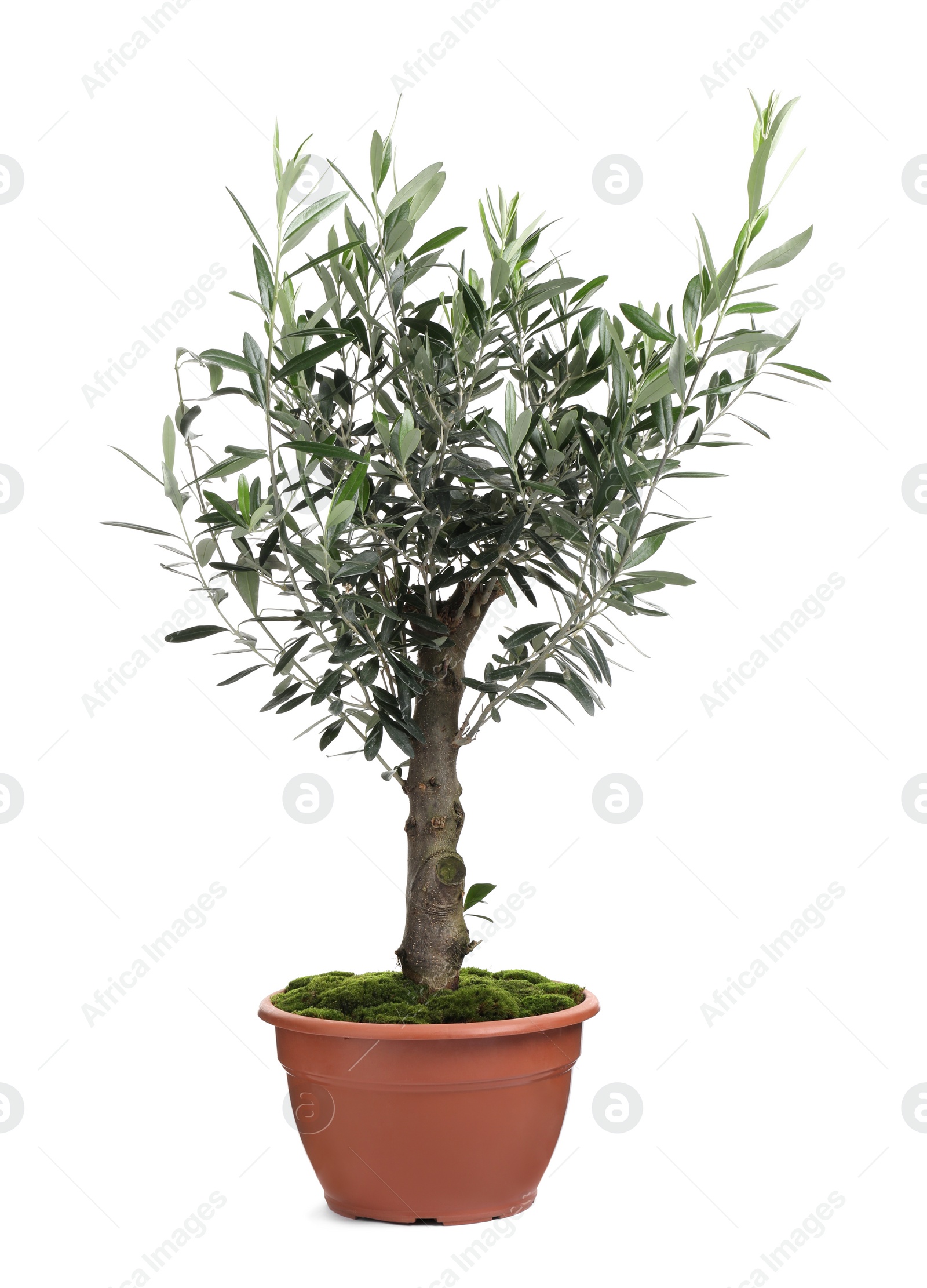 Photo of Beautiful young potted olive tree isolated on white