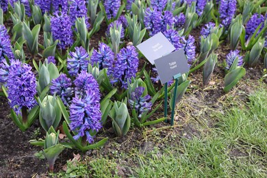 Photo of Beautiful blue hyacinth flowers growing in park