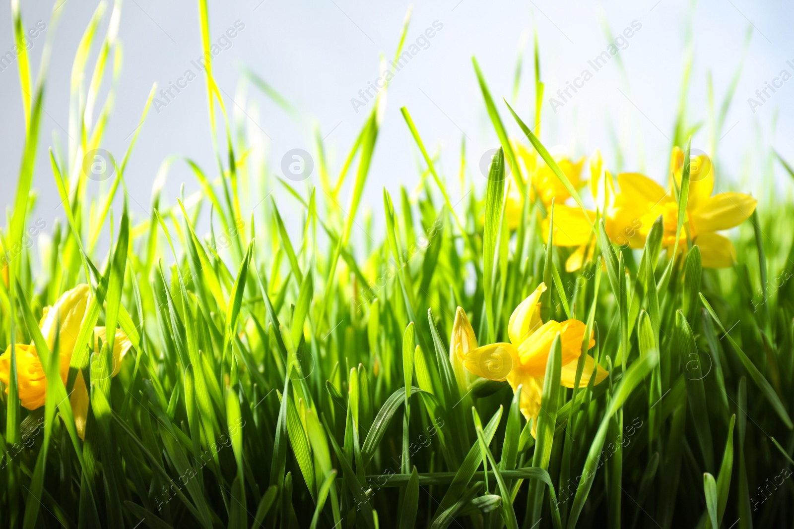 Photo of Spring green grass and bright daffodils on light background, closeup