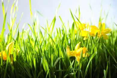 Photo of Spring green grass and bright daffodils on light background, closeup