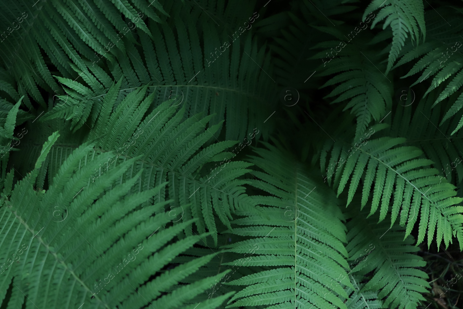 Photo of Beautiful fern with lush green leaves growing outdoors, closeup