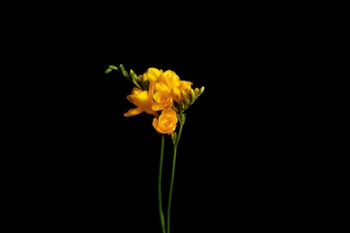 Photo of Beautiful yellow freesia flowers on black background