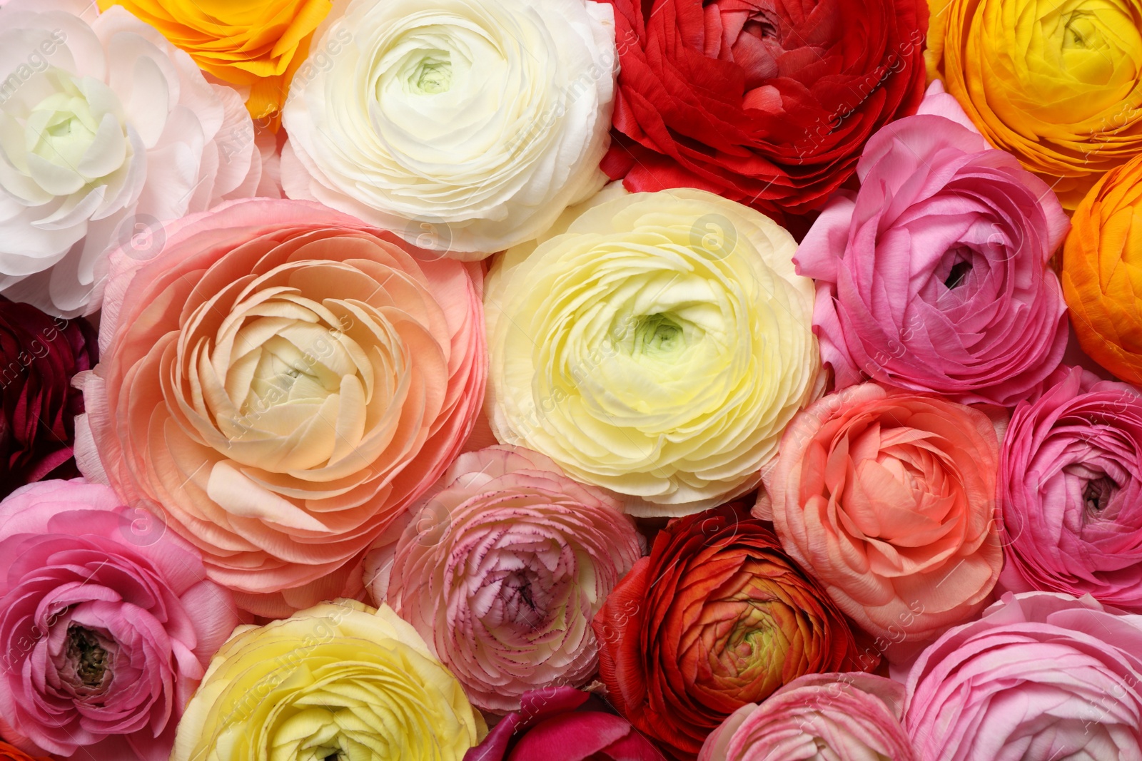 Photo of Bouquet of beautiful ranunculus flowers, closeup view