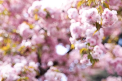 Photo of Blurred view of beautiful tree with pink blossom outdoors. Bokeh effect