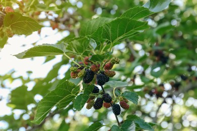 Photo of Tree branch with mulberries in sunlight, low angle view