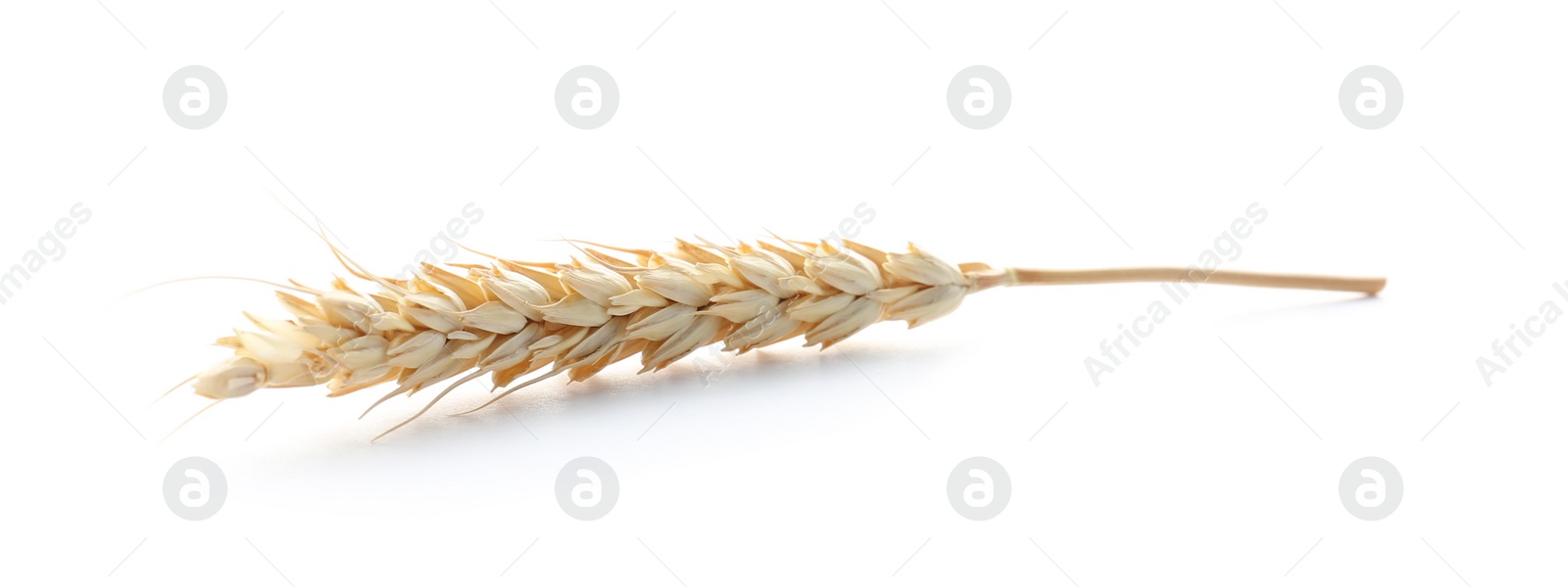 Photo of Spikelet on white background. Healthy grains and cereals