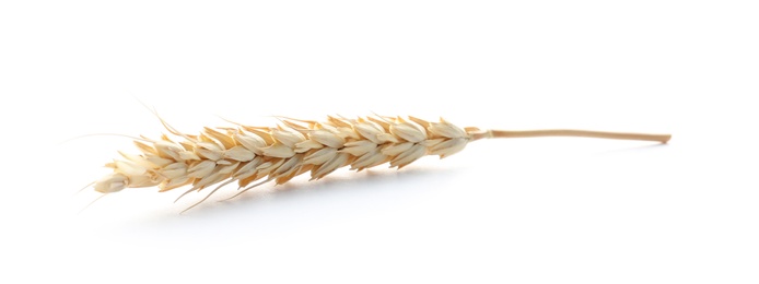 Photo of Spikelet on white background. Healthy grains and cereals