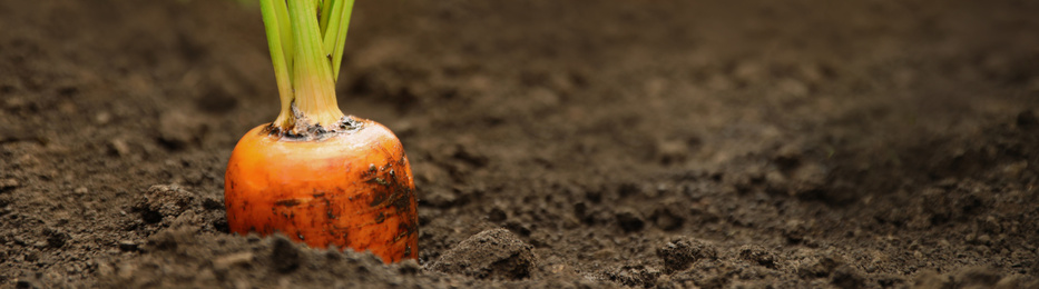 Image of Ripe carrot growing on field, closeup with space for text. Banner design