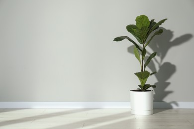Photo of Fiddle Fig or Ficus Lyrata plant with green leaves near light grey wall indoors. Space for text