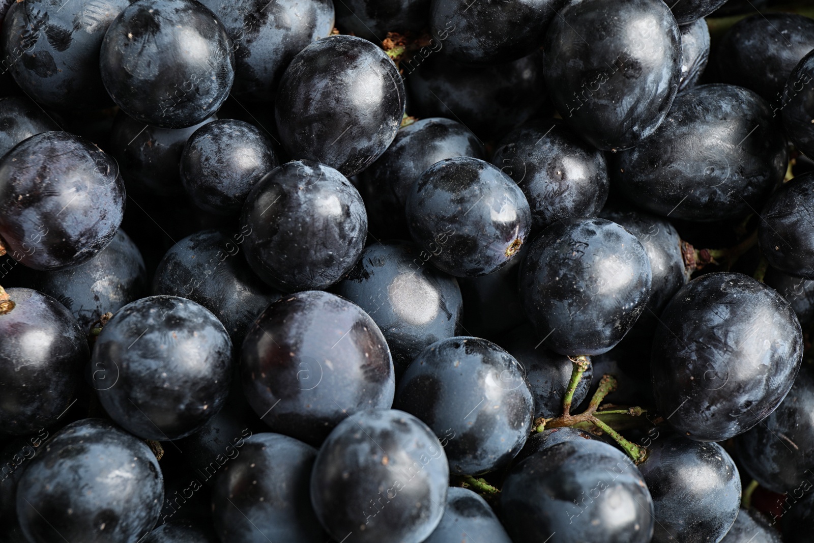 Photo of Fresh ripe juicy black grapes as background, closeup view