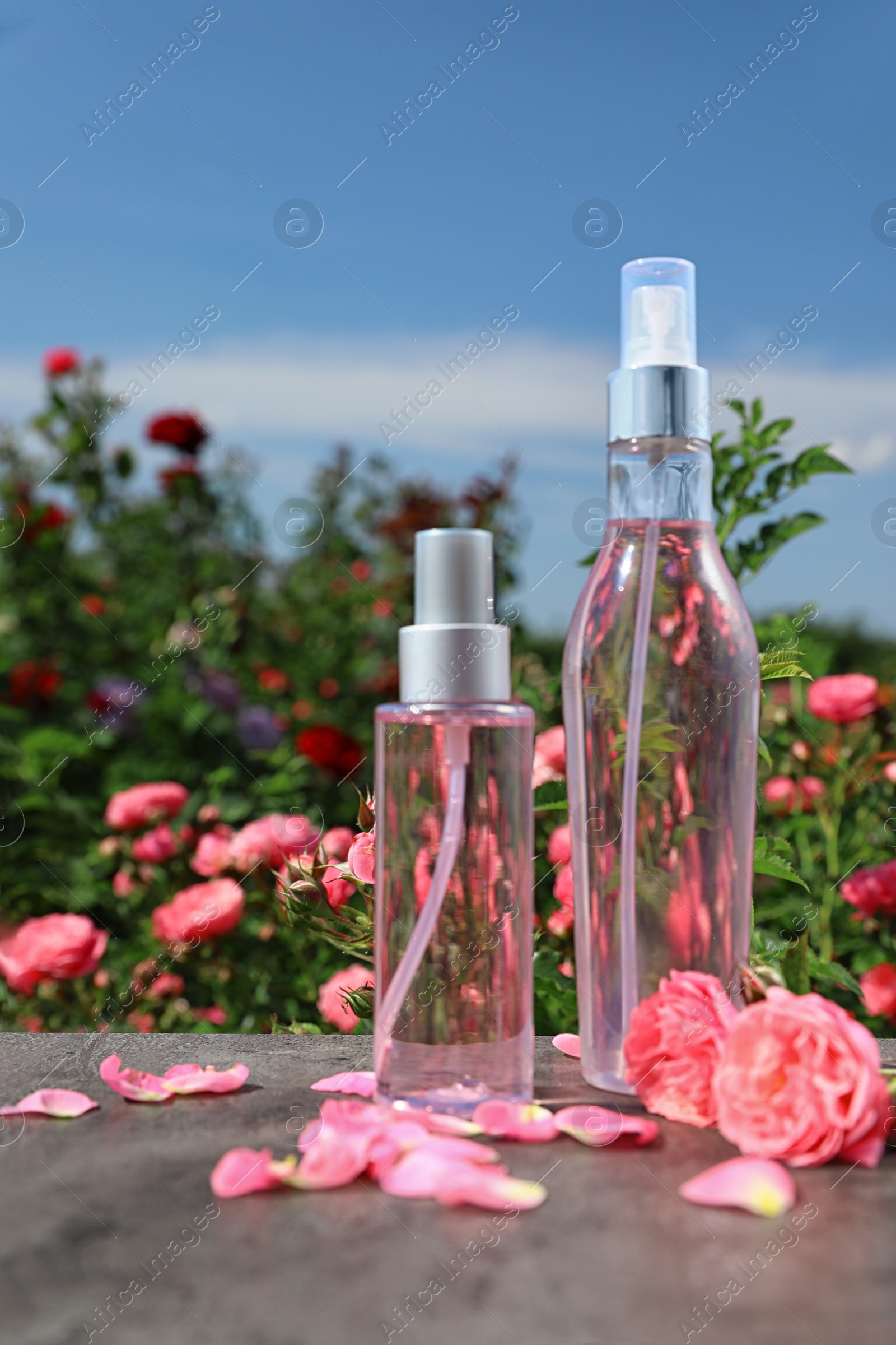 Photo of Bottles of facial toner with essential oil and fresh roses on table against blurred background