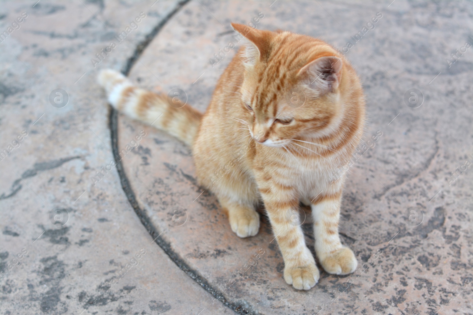 Photo of Lonely stray cat on stone surface outdoors. Homeless pet